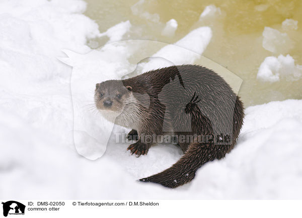Fischotter / common otter / DMS-02050