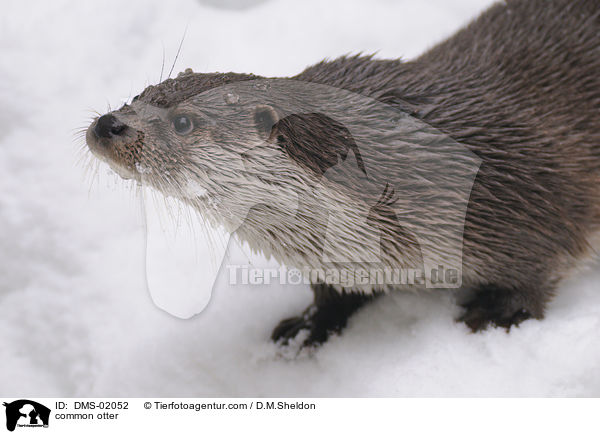 Fischotter / common otter / DMS-02052