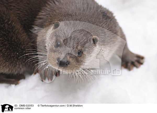 common otter / DMS-02053