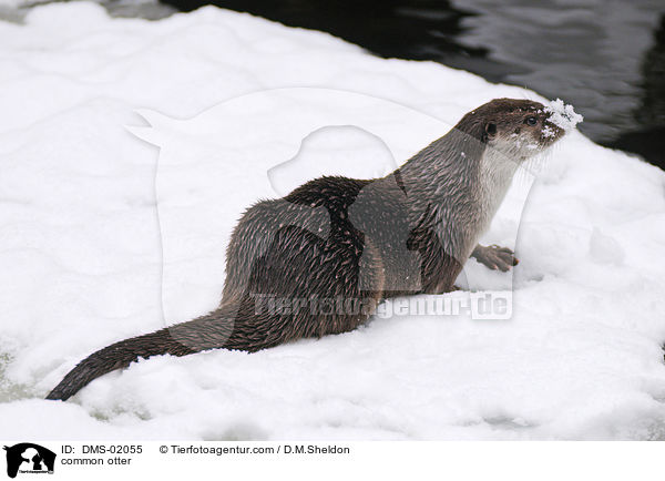 Fischotter / common otter / DMS-02055