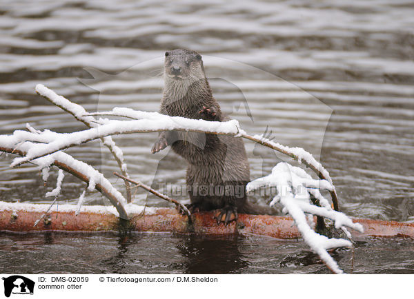 Fischotter / common otter / DMS-02059