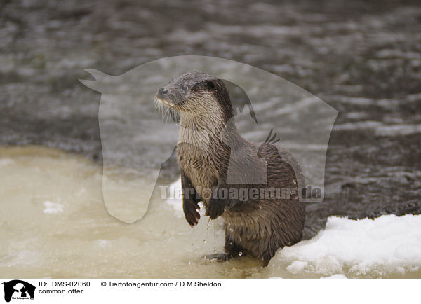 Fischotter / common otter / DMS-02060