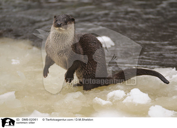 Fischotter / common otter / DMS-02061