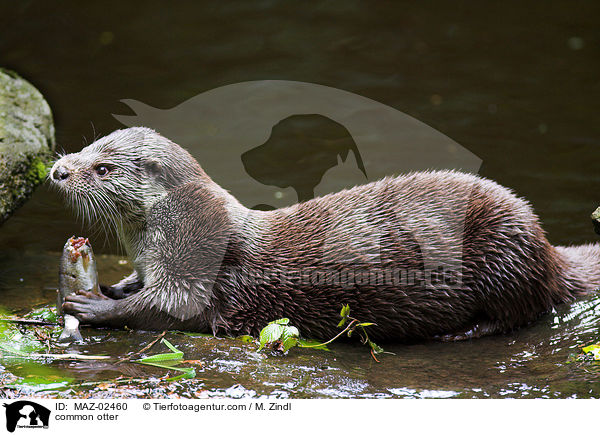 Fischotter / common otter / MAZ-02460
