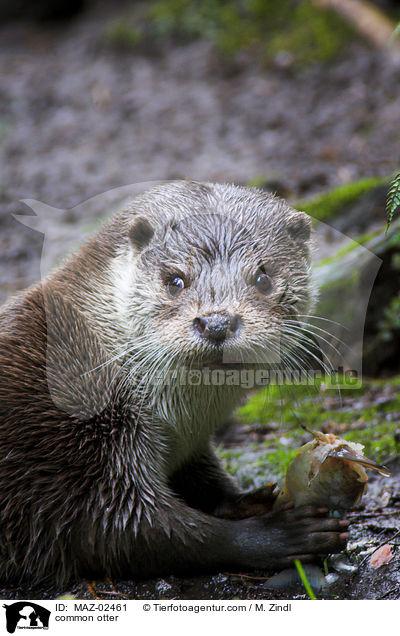 Fischotter / common otter / MAZ-02461