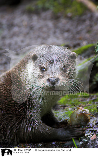 common otter / MAZ-02461
