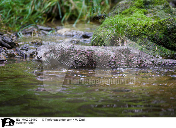 Fischotter / common otter / MAZ-02462