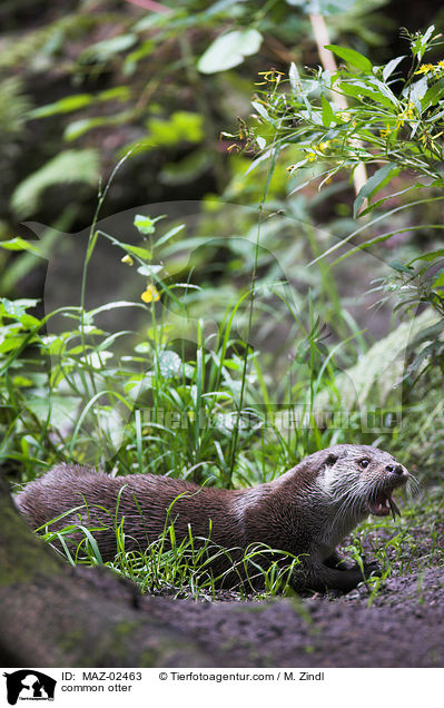 common otter / MAZ-02463