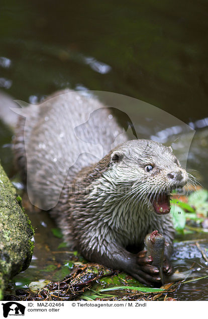 Fischotter / common otter / MAZ-02464
