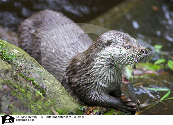 common otter / MAZ-02465