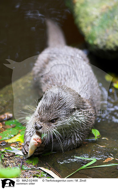 common otter / MAZ-02466