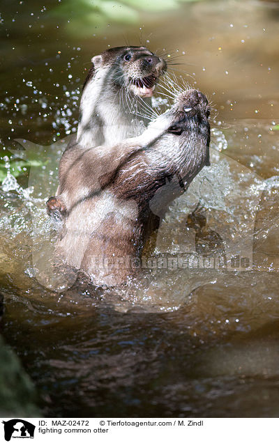fighting common otter / MAZ-02472