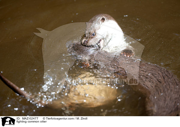 fighting common otter / MAZ-02477