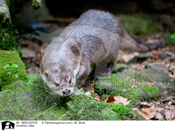 Fischotter / common otter / MAZ-02478