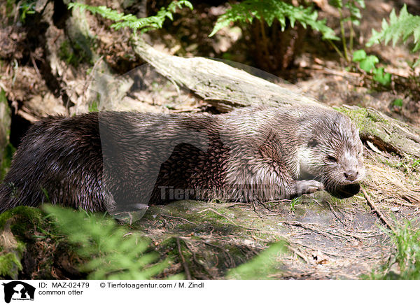 common otter / MAZ-02479