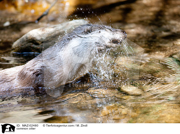 common otter / MAZ-02480