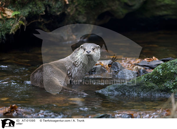 Fischotter / otter / AT-01095