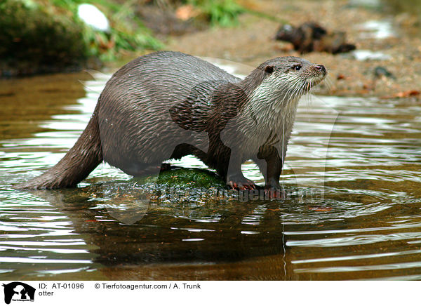 otter / AT-01096