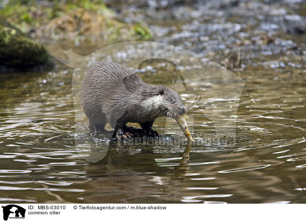 common otter / MBS-03010