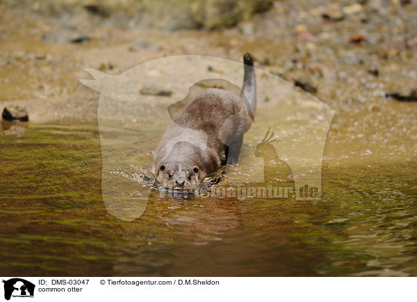 Fischotter / common otter / DMS-03047
