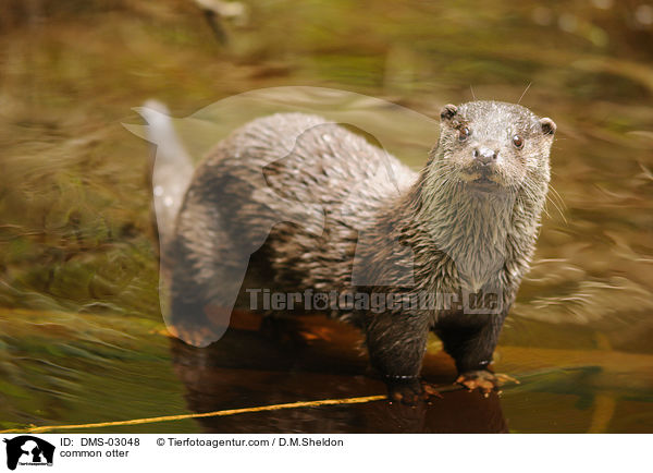 Fischotter / common otter / DMS-03048