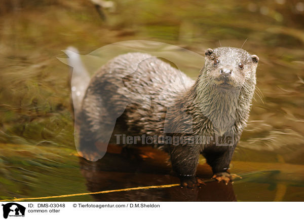 common otter / DMS-03048