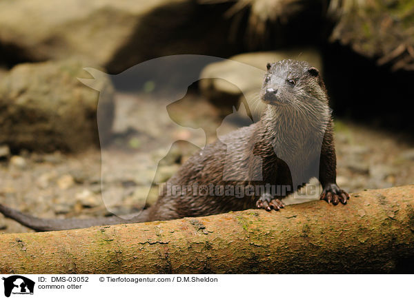 Fischotter / common otter / DMS-03052