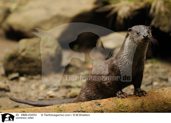 Fischotter / common otter / DMS-03053