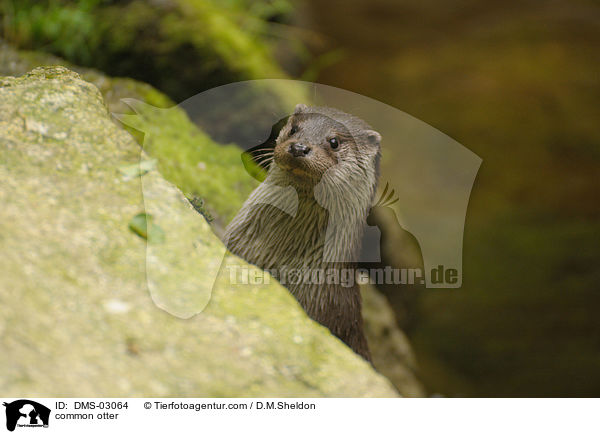 Fischotter / common otter / DMS-03064