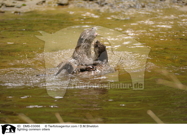 kmpfende Fischotter / fighting common otters / DMS-03066