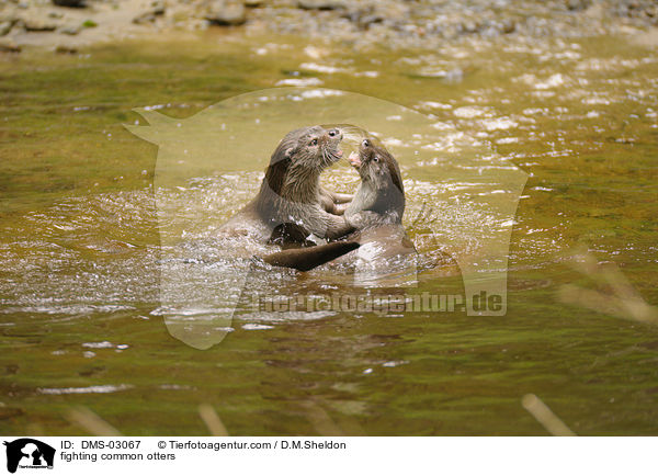 kmpfende Fischotter / fighting common otters / DMS-03067