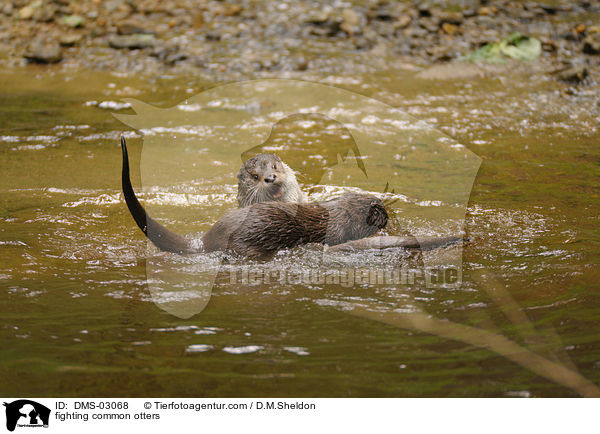 fighting common otters / DMS-03068