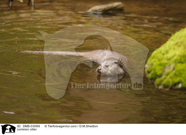 Fischotter / common otter / DMS-03069