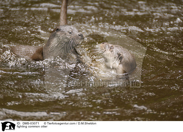 kmpfende Fischotter / fighting common otter / DMS-03071