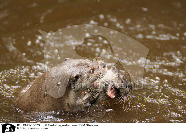 kmpfende Fischotter / fighting common otter / DMS-03073