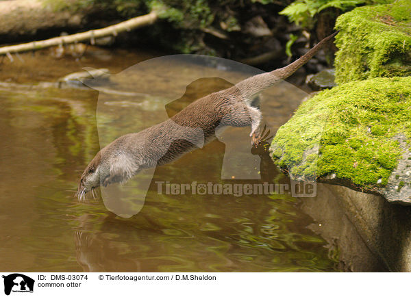 Fischotter / common otter / DMS-03074