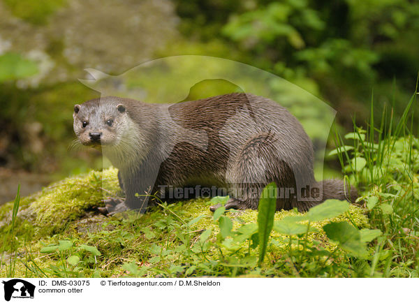 Fischotter / common otter / DMS-03075