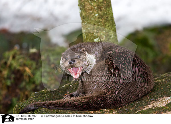 Fischotter / common otter / MBS-03697