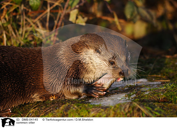 Fischotter / common otter / DMS-04145