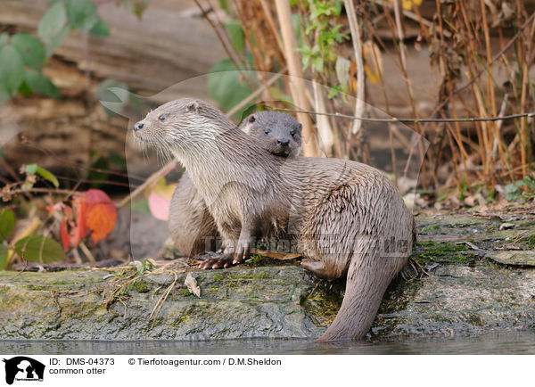 Fischotter / common otter / DMS-04373
