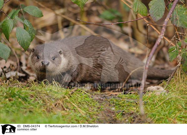 Fischotter / common otter / DMS-04374