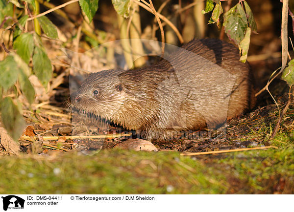 Fischotter / common otter / DMS-04411
