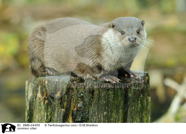 Fischotter / common otter / DMS-04455