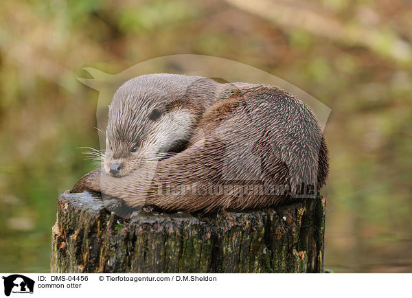 Fischotter / common otter / DMS-04456