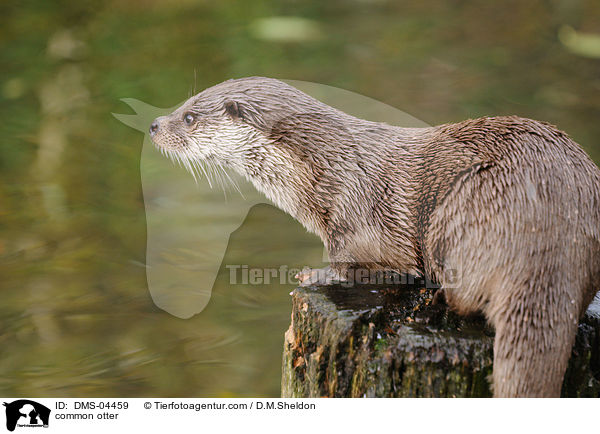 Fischotter / common otter / DMS-04459