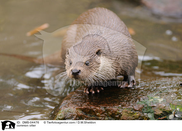Fischotter / common otter / DMS-04476