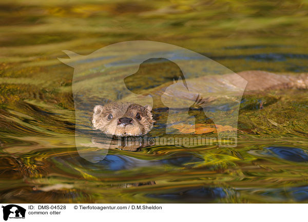 Fischotter / common otter / DMS-04528