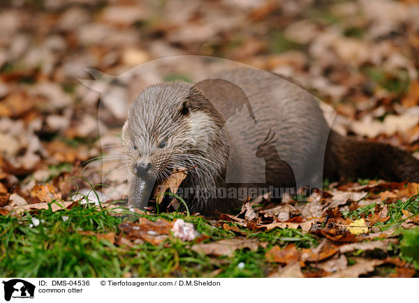 common otter / DMS-04536