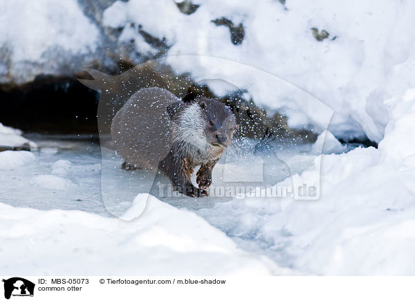 Fischotter / common otter / MBS-05073