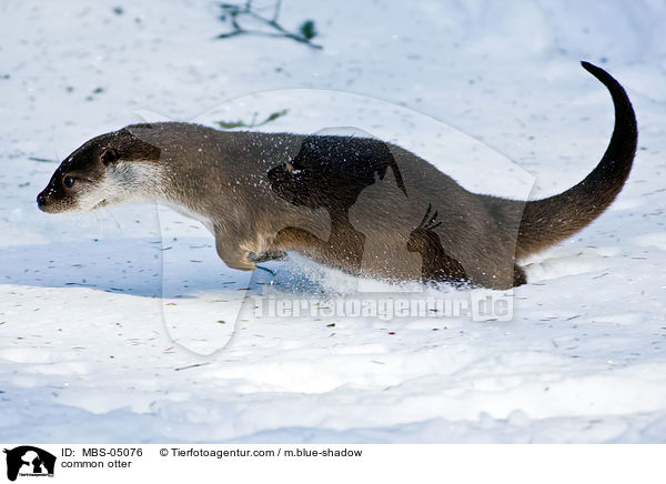 common otter / MBS-05076